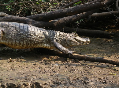 Bolivie - Selva - Alligator