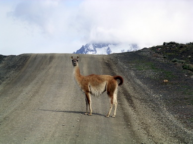 Chili - Parc de Torres del Paine