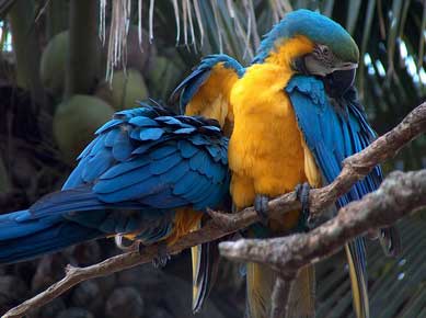 Bolivie - Rurenabaque - Perroquets Ara