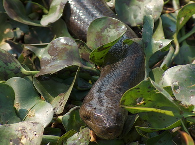 Bolivie - Selva - Anaconda