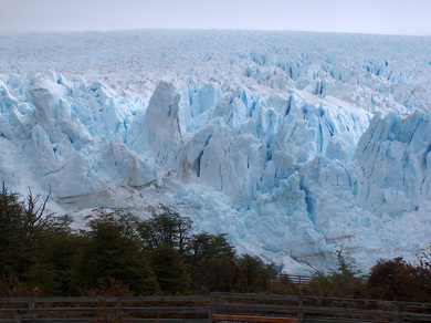 argentine