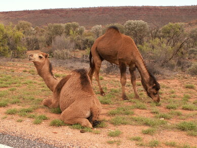 Australie