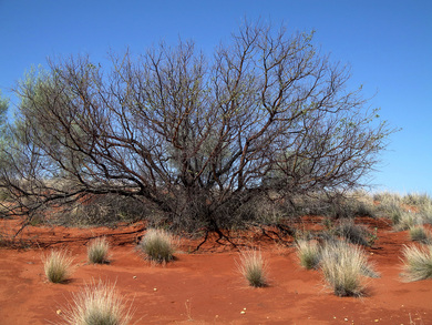 Australie