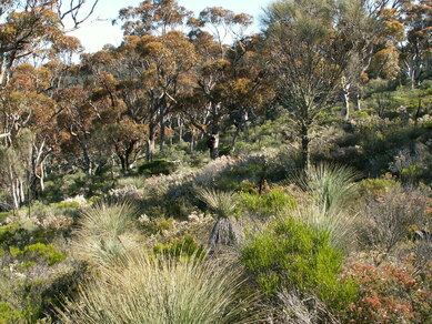 Australie