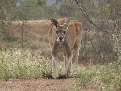 Australie