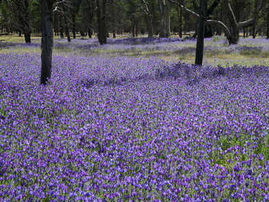 Australie