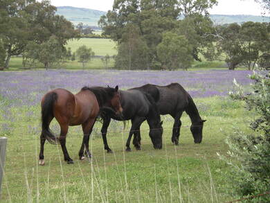 Australie