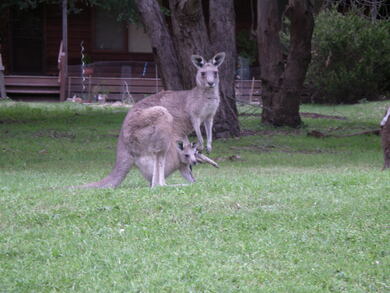 Australie