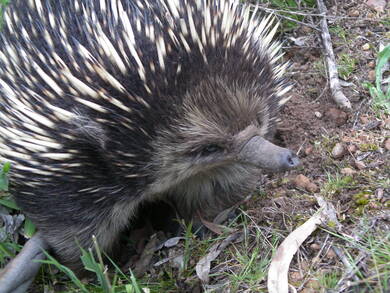 Australie