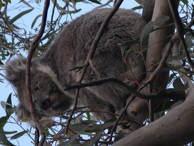 Australie