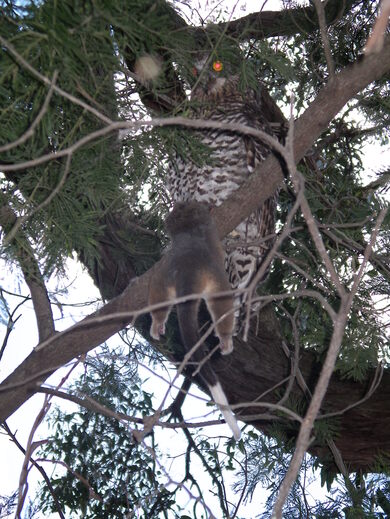 Australie