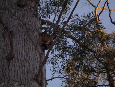 Australie