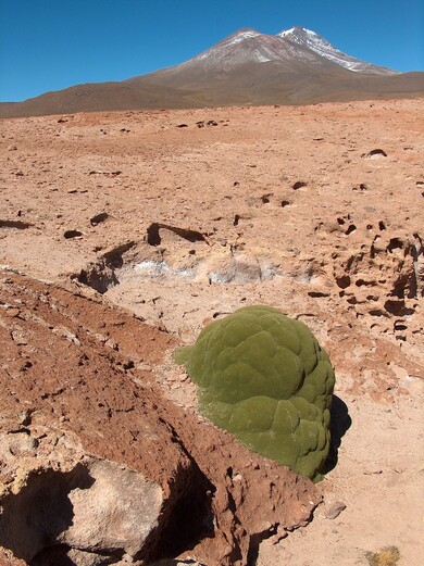 Bolivie