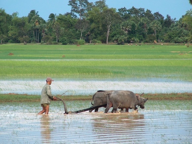 cambodge