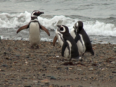 chili