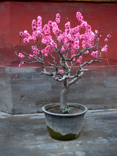 Chine