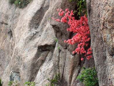 chine