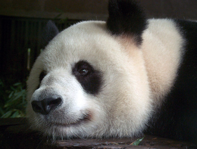 chine