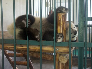 chine