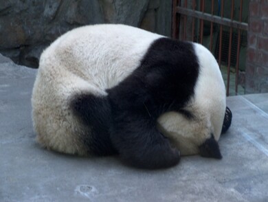 chine