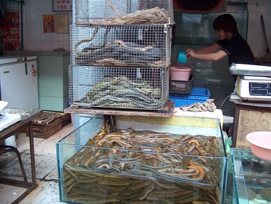 chine