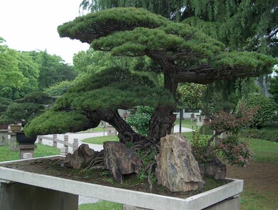 chine