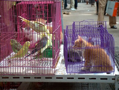 chine