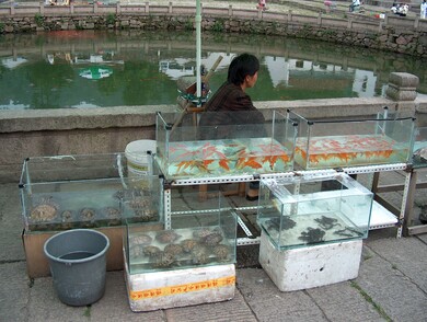 chine