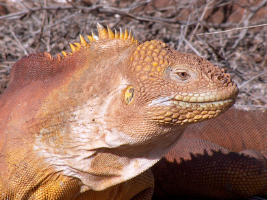 galapagos