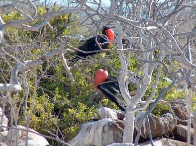 galapagos