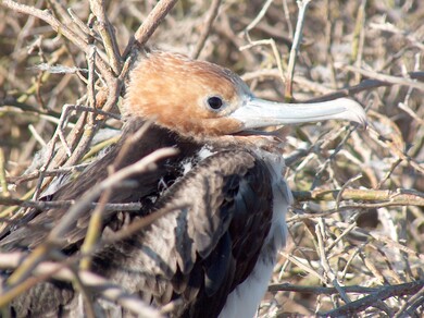 galapagos