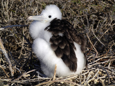 galapagos