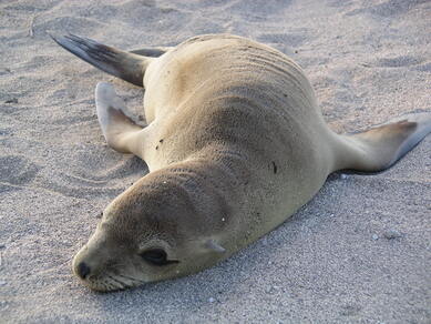 galapagos