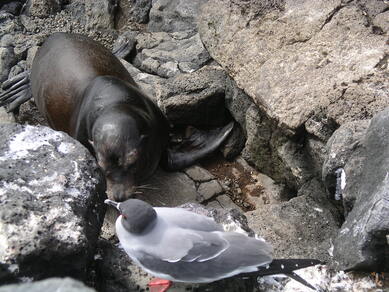 galapagos