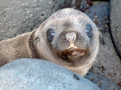 galapagos