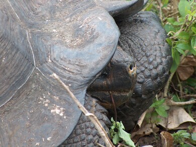 galapagos