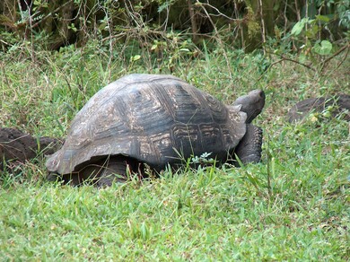 galapagos