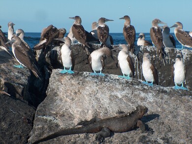 galapagos