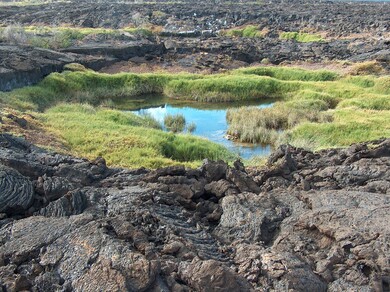galapagos