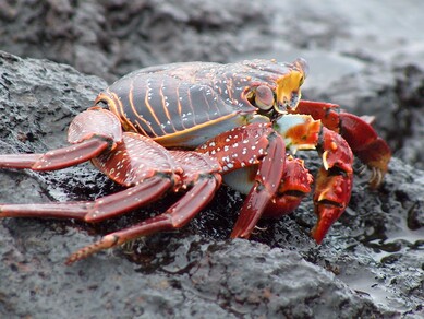galapagos