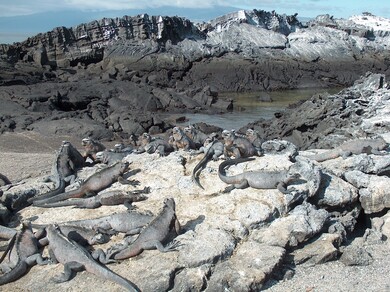 galapagos