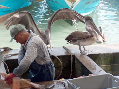galapagos