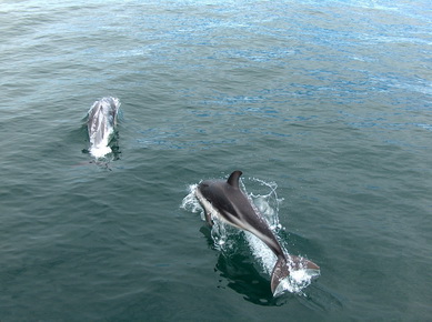 Argentine - Péninsule de Valdez