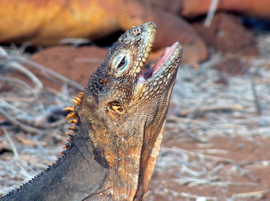 Equateur - Iles Galapagos