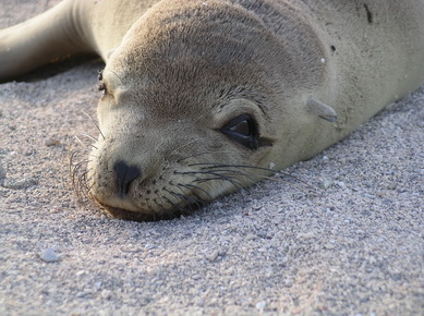 Equateur - Iles Galapagos