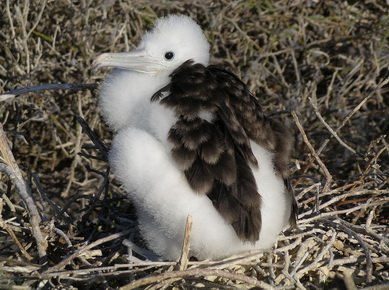 Equateur - Iles Galapagos