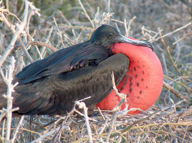 Equateur - Iles Galapagos