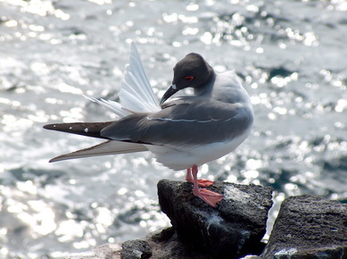 Equateur - Iles Galapagos