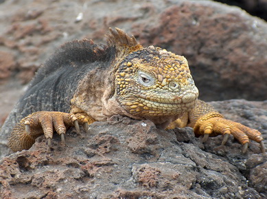 Equateur - Iles Galapagos