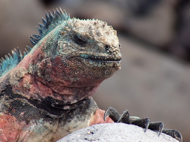 Equateur - Iles Galapagos